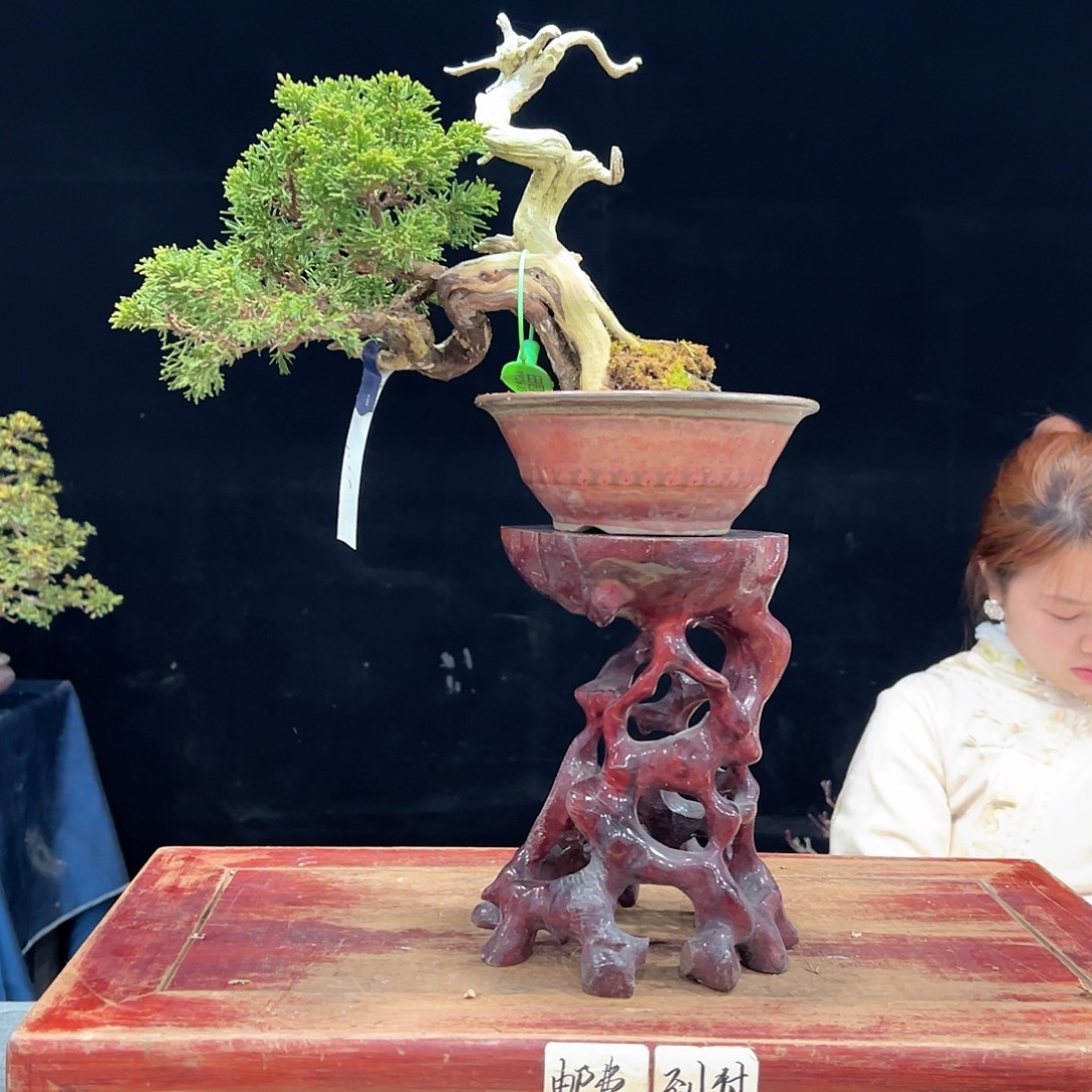 盆***生无花朵杜鹃花的诗作是一