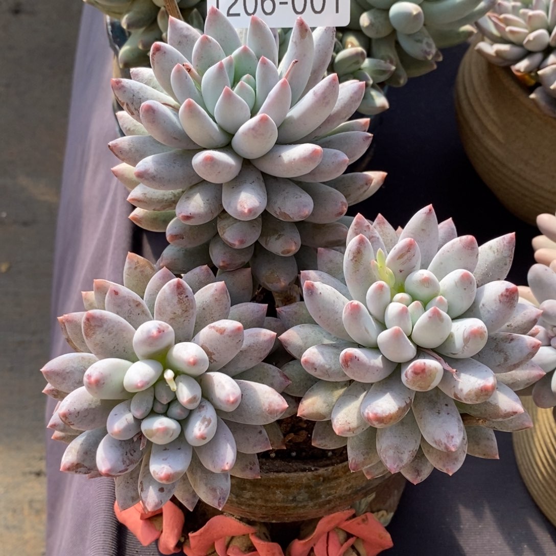两单包邮1206-1所罗门