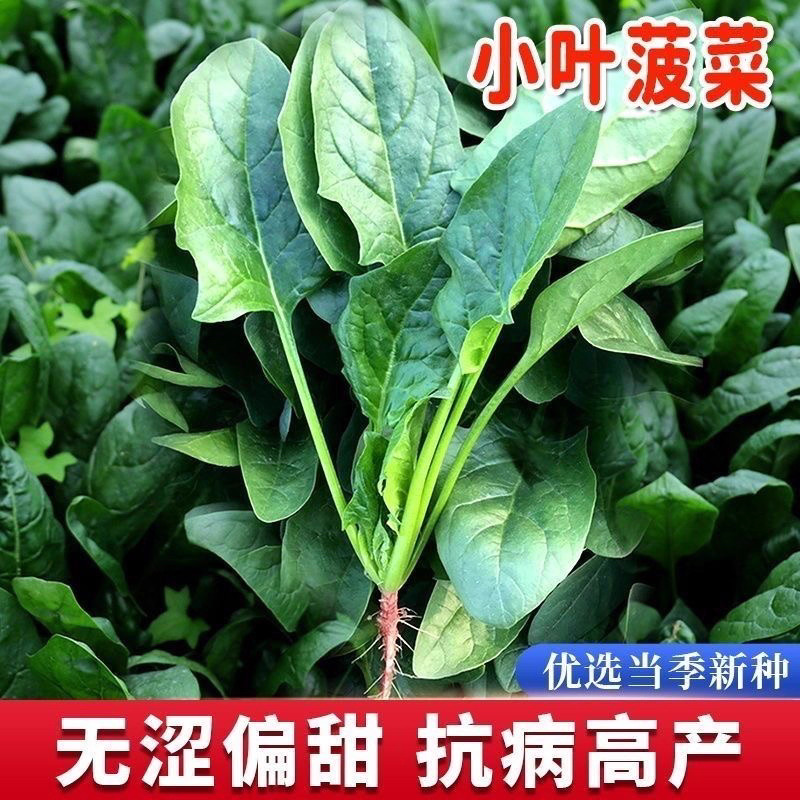 小叶菠菜种子本土高产速生小叶菠菜种子适合四季阳台庭院蔬菜菜种