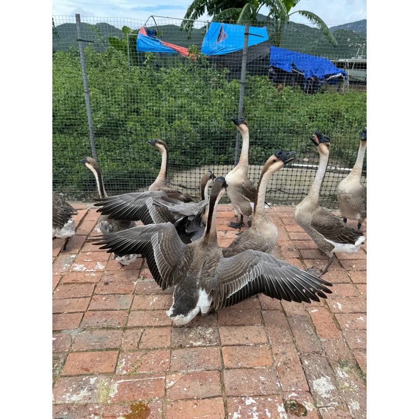  台山黑棕鹅大鹅-毛重8.5斤-120天