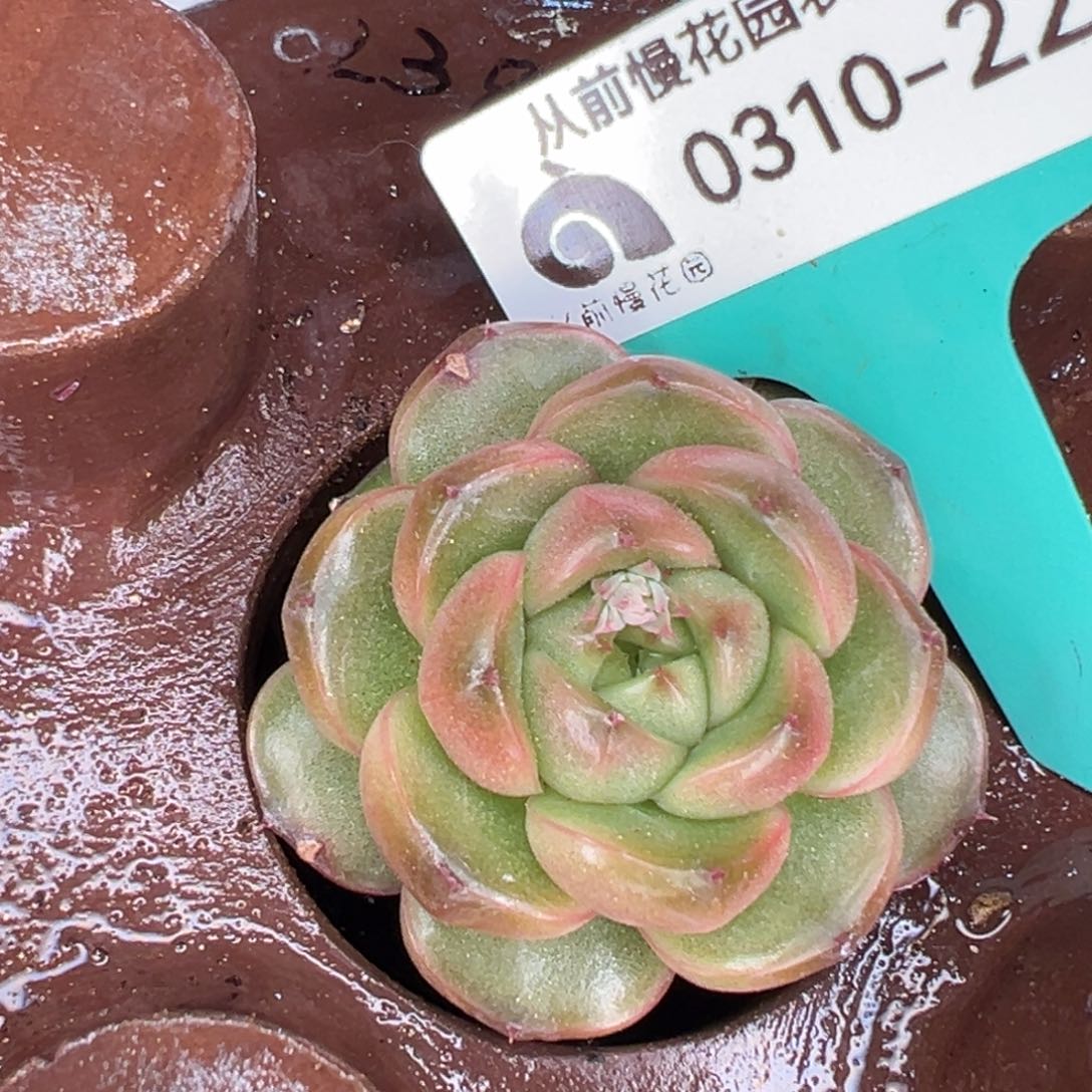 从前慢多肉精选编号0310.226