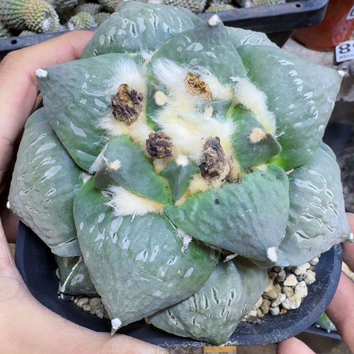 福利自根大牛舌375仙人球