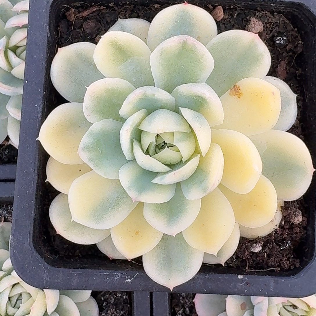 蝴蝶纹草莓冰锦一物一拍