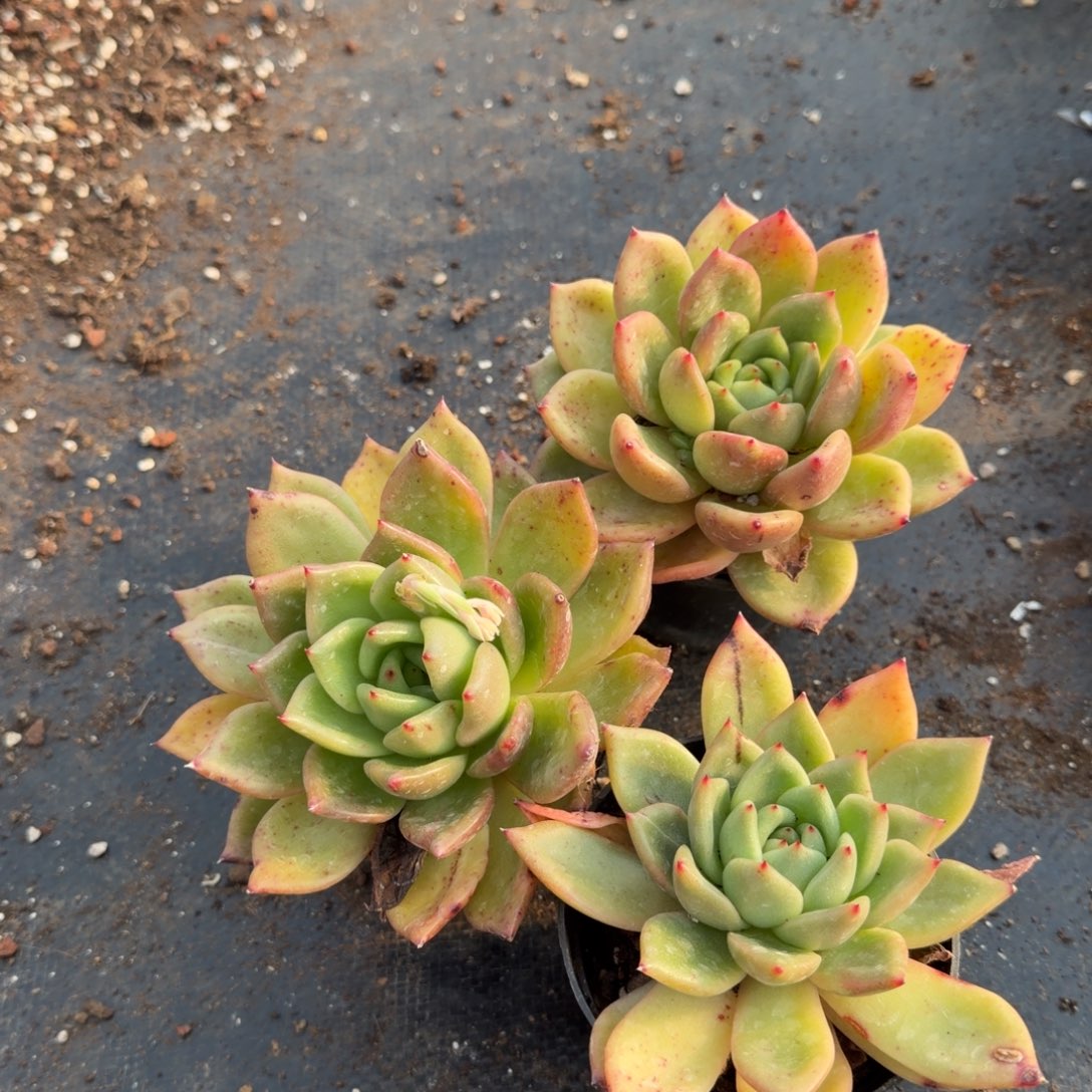 28-15左八黄金体东云三颗量拍脱土发货