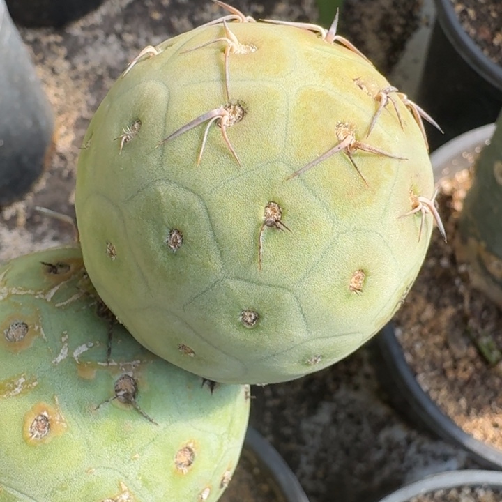 洞洞习志野仙人球