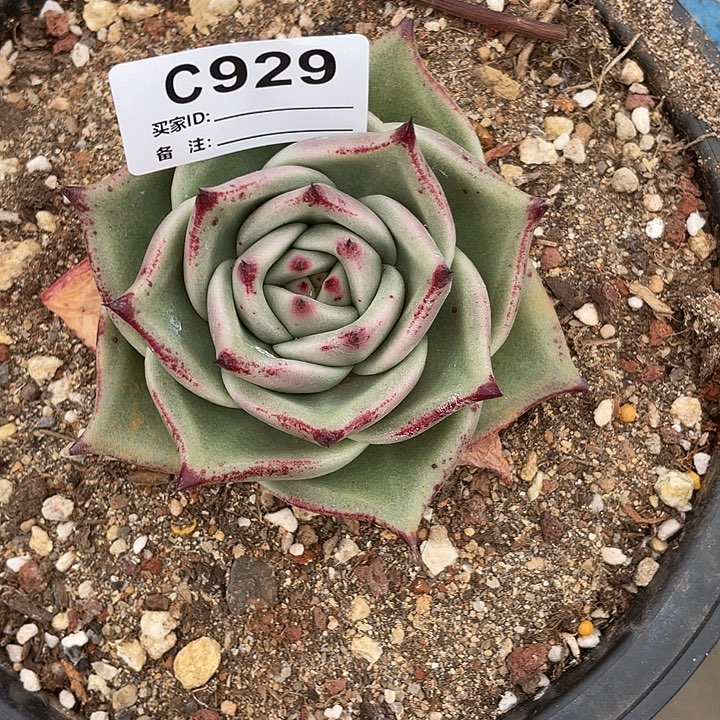 若如东云单拍C929