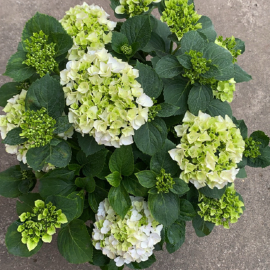 【魔幻雪球】云南露天绣球新老枝开花易养护