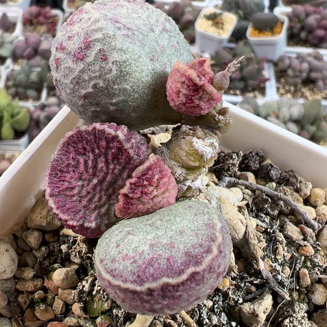 特价哈莫猪肝老桩造型桩