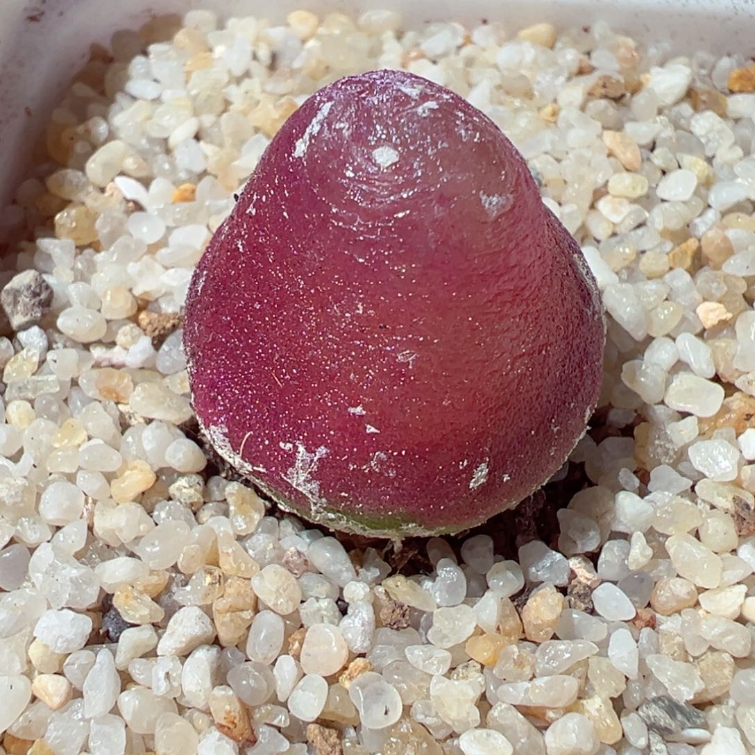 1219-834多肉多肉草莓