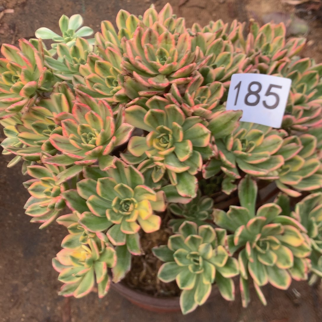 185甜茶多肉植物