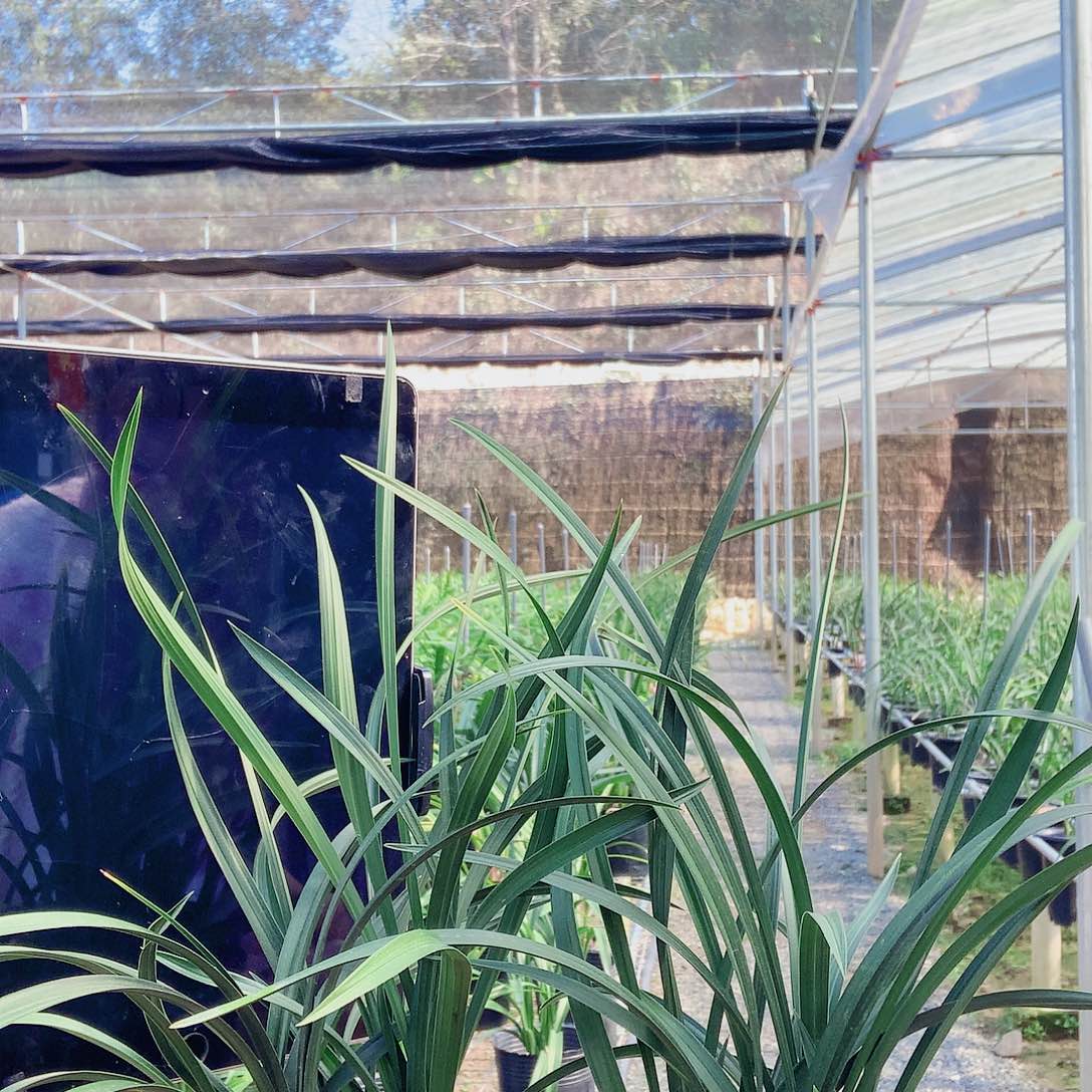 完全开放宋梅8苗2组