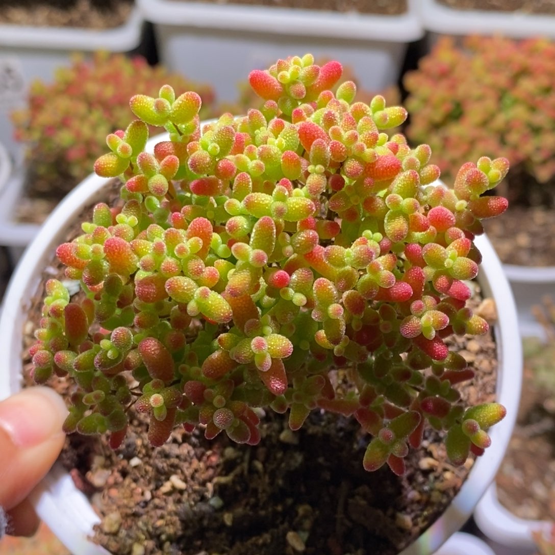 蜜桔糖球枝干番杏431