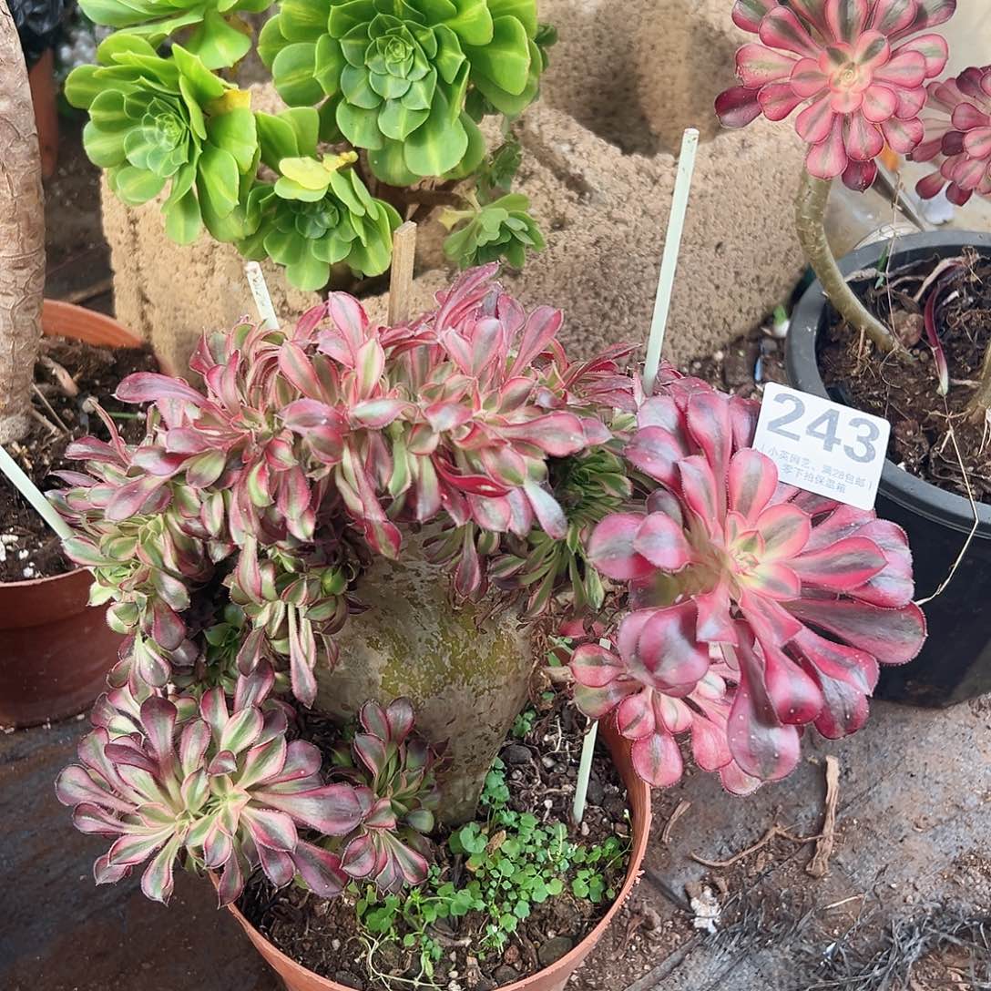 香奈儿缀243多肉植物多肉植物