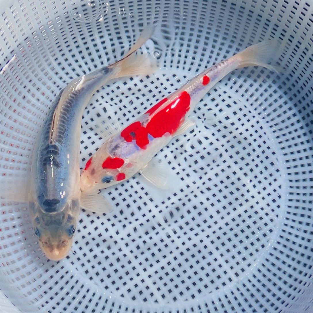 锦鲤锦鲤观赏鱼8888