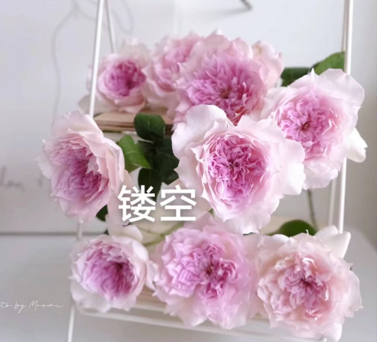 镂空中苗  四季灌木月季