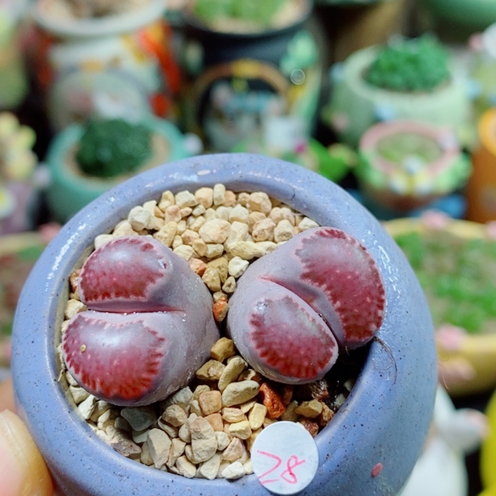 生石花花花花花花花586