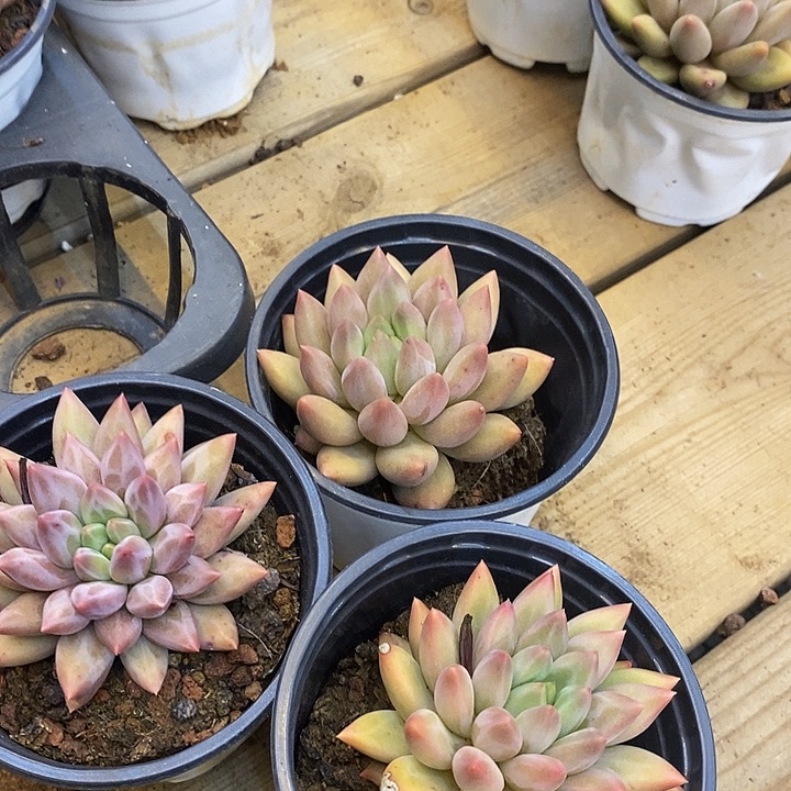 单头红蜻蜓福利多多