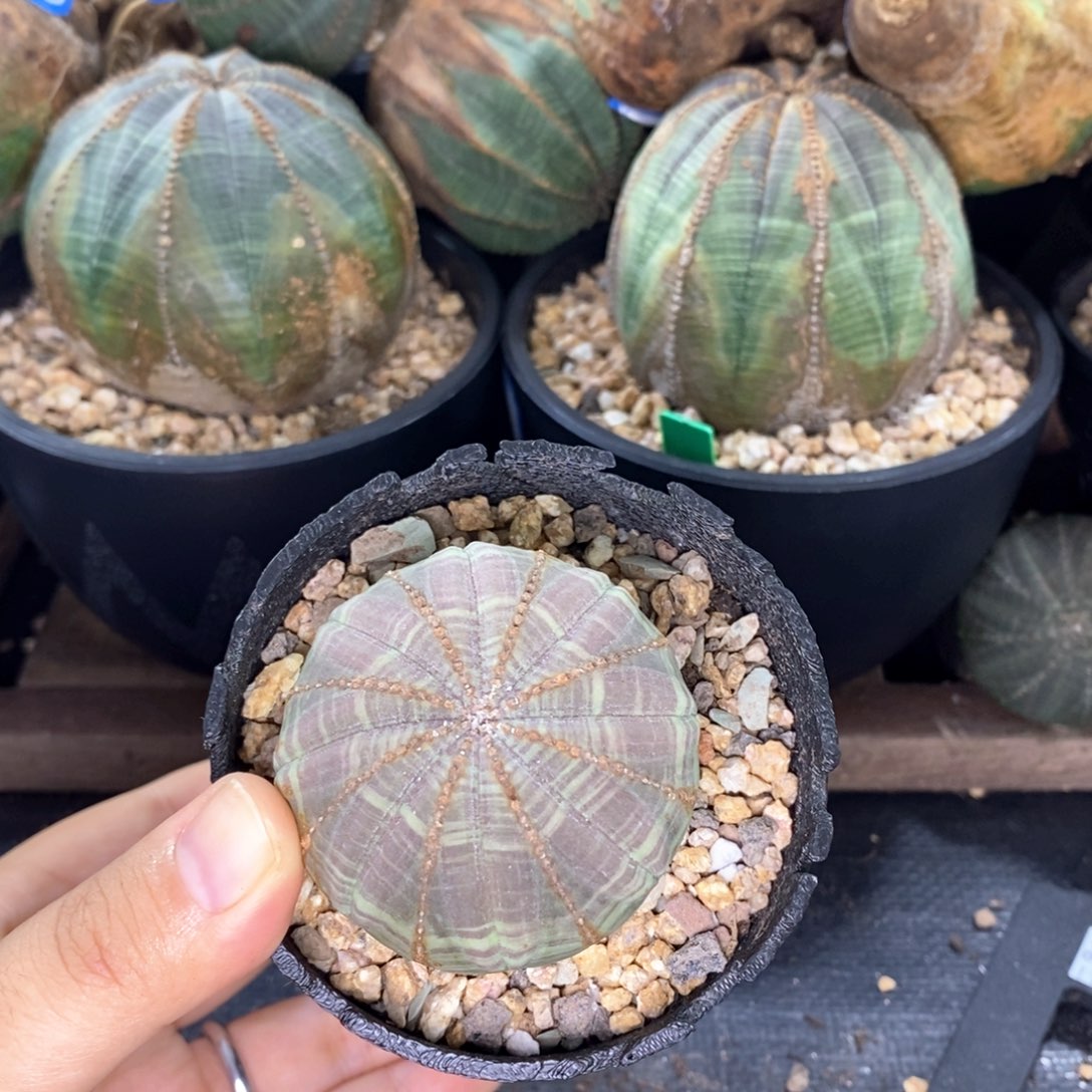 欧系实生布纹球 一物一拍