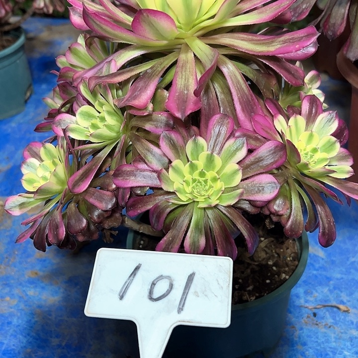 多肉植物五天几法师