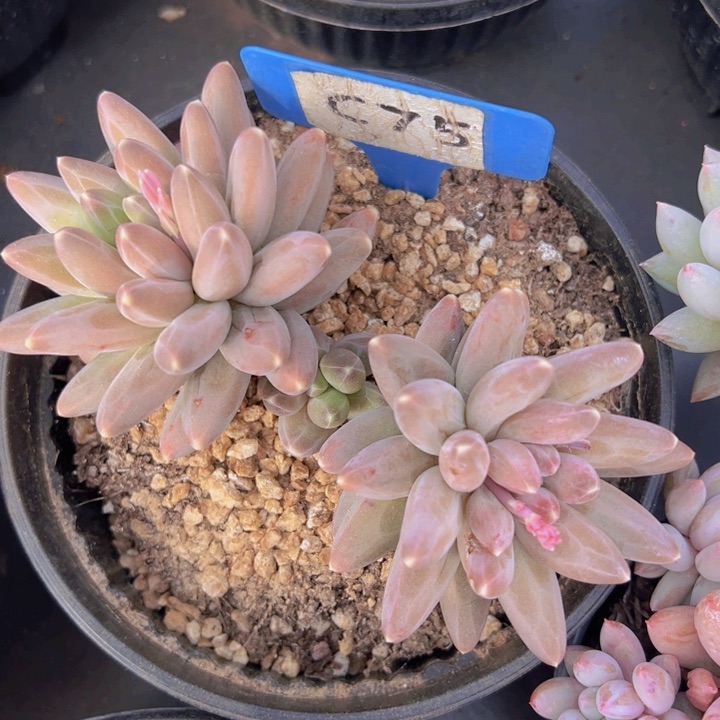 健健康康平平安安