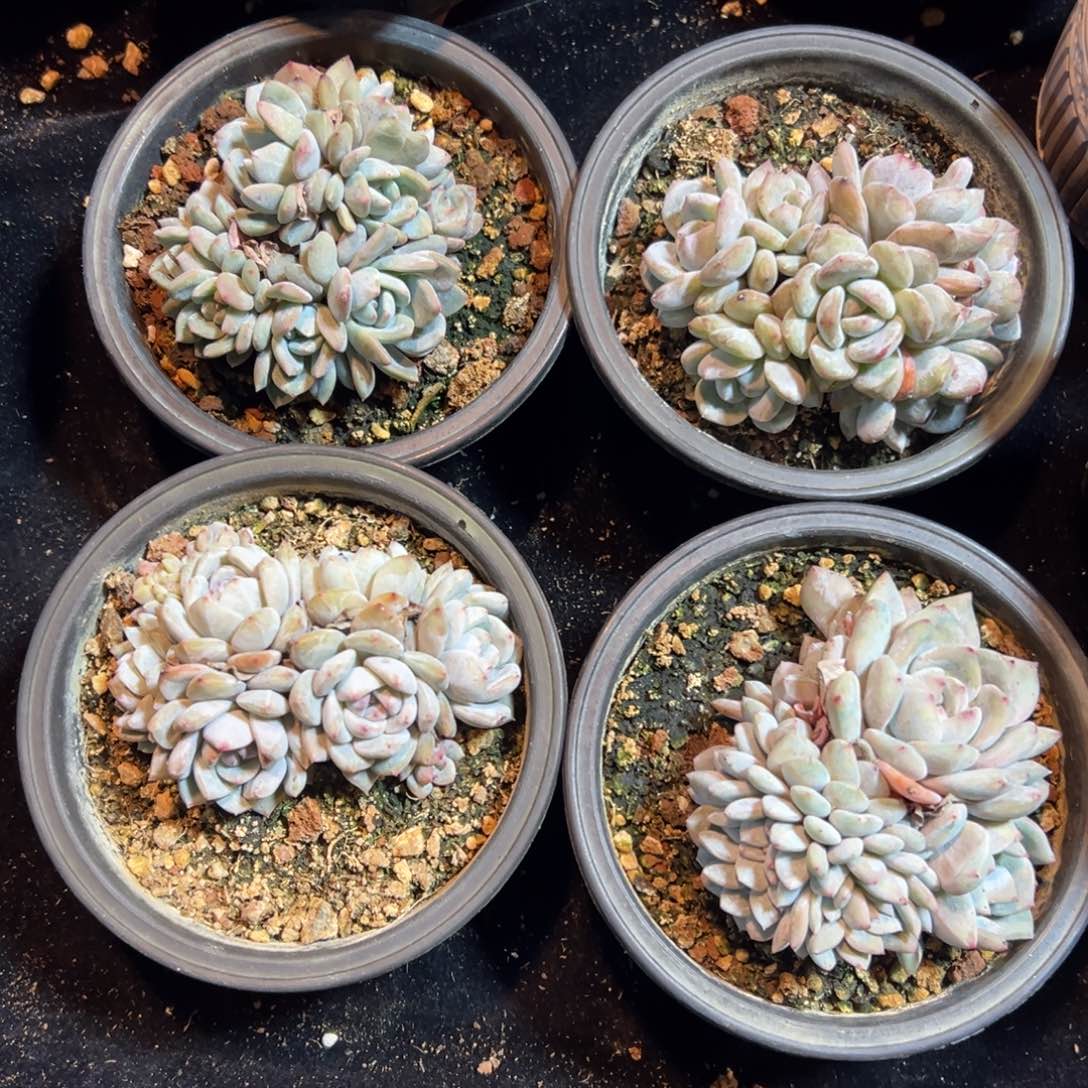 茉*新年快乐 新年快乐
