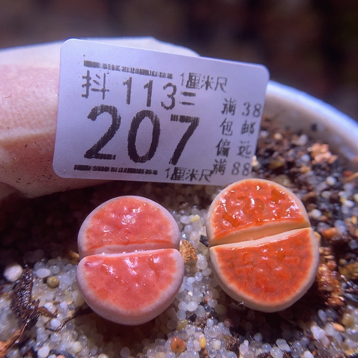 精品生石花113.207