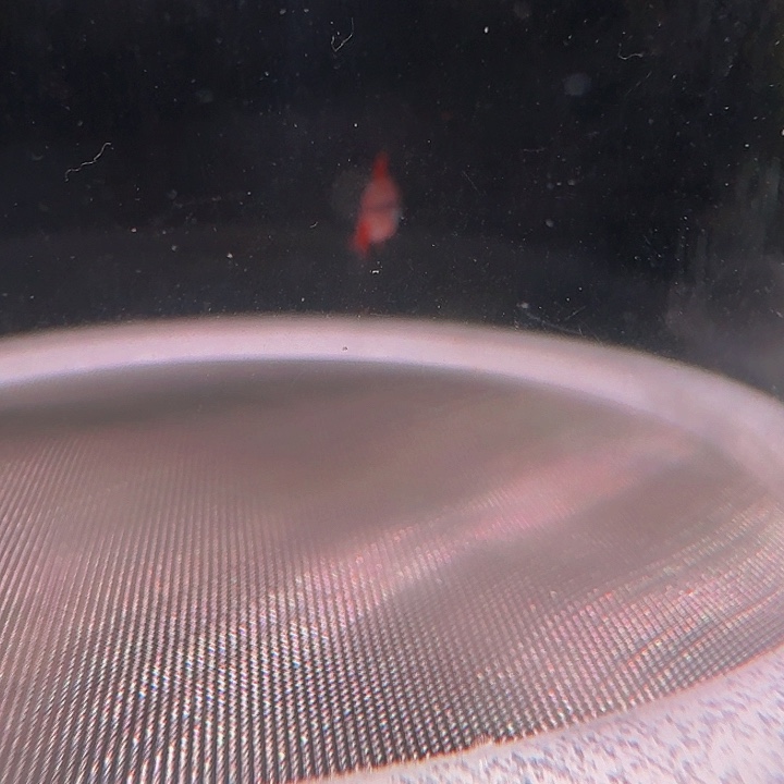 W***文灯科鱼右下长缸-10 血魔2.5cm左右 1条