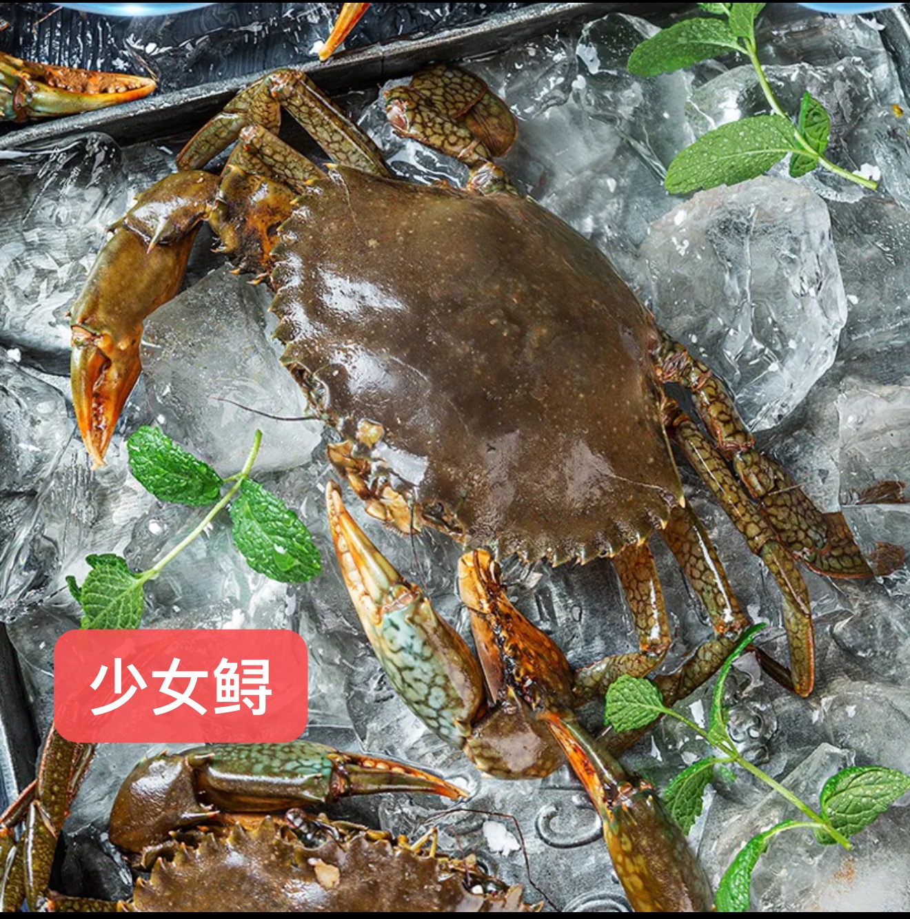 虾小呆 福建发货少女 4-5 鲟肉质紧致 福建发货