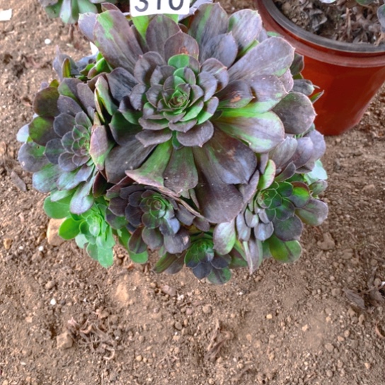 无花朵310多肉植物花月夜