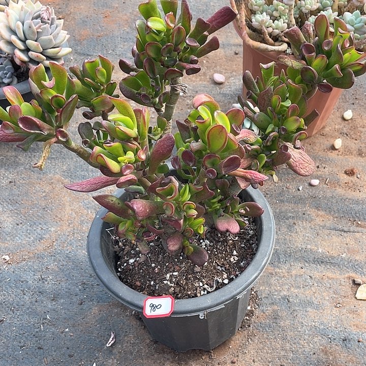 980吸财树 一物一拍多肉