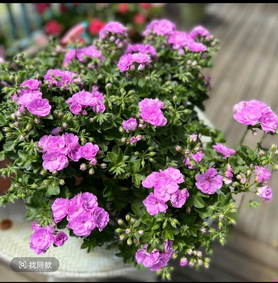 【夏日玫瑰】包对版一棵也包邮