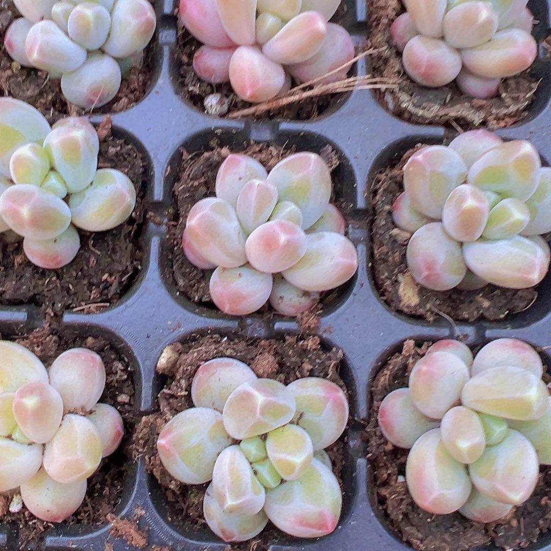 咖啡豆苗3颗19包邮