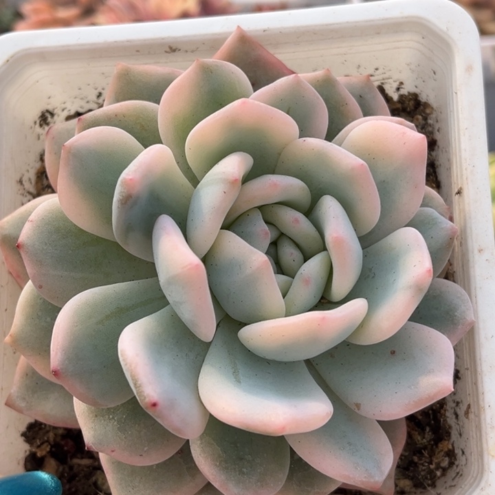 橙梦露锦大单头一颗