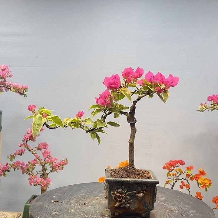 完全开放三角梅一物一拍