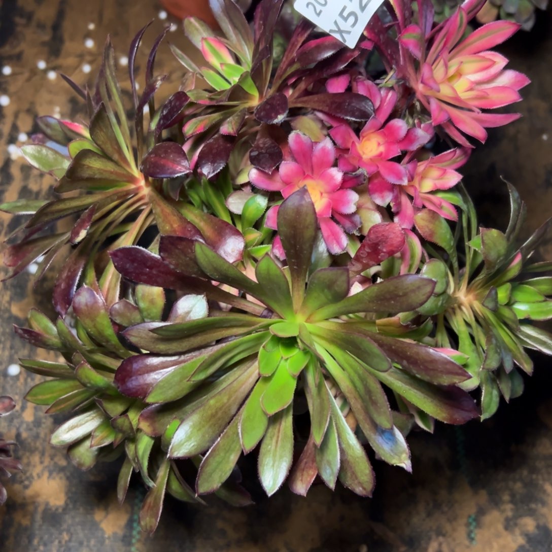 523黑发七彩，满20包邮