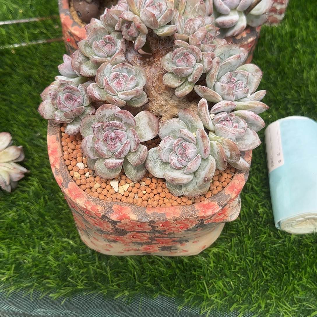 ****然多肉植物一物一拍