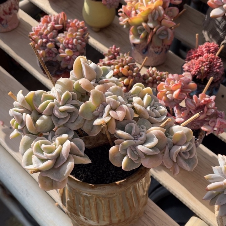 【闪购商品】可爱玫瑰缀