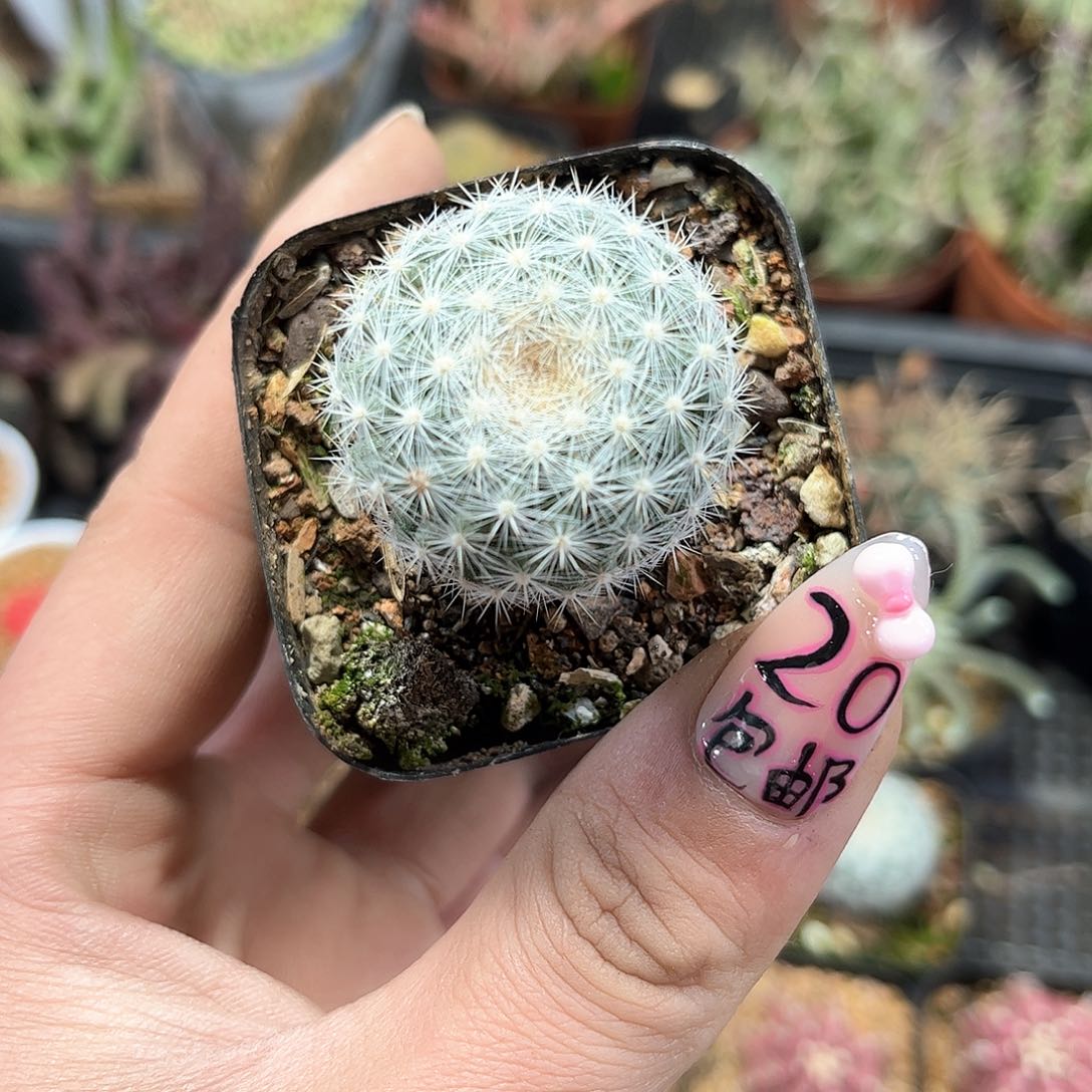 满月单头发货有根发货有根