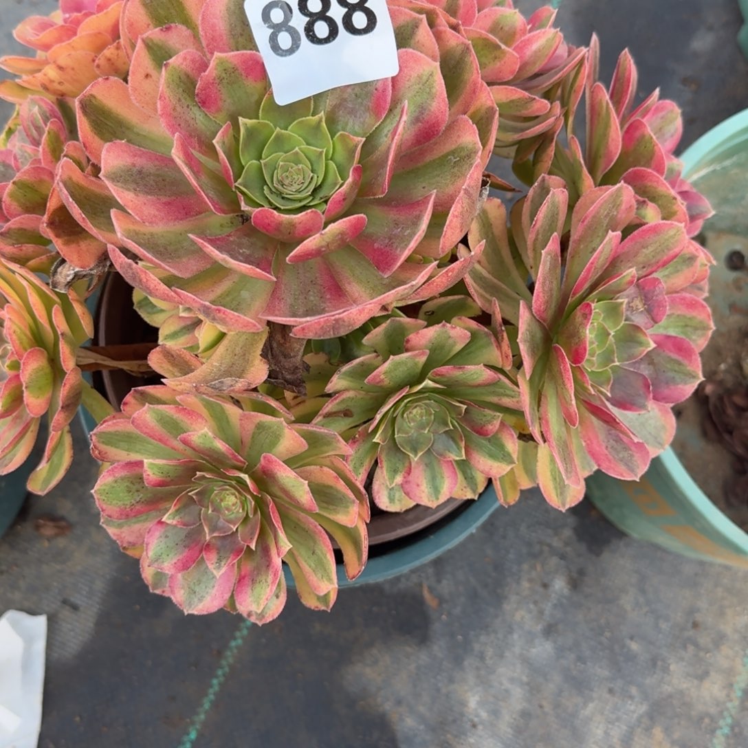 老庄雨河多肉植物888