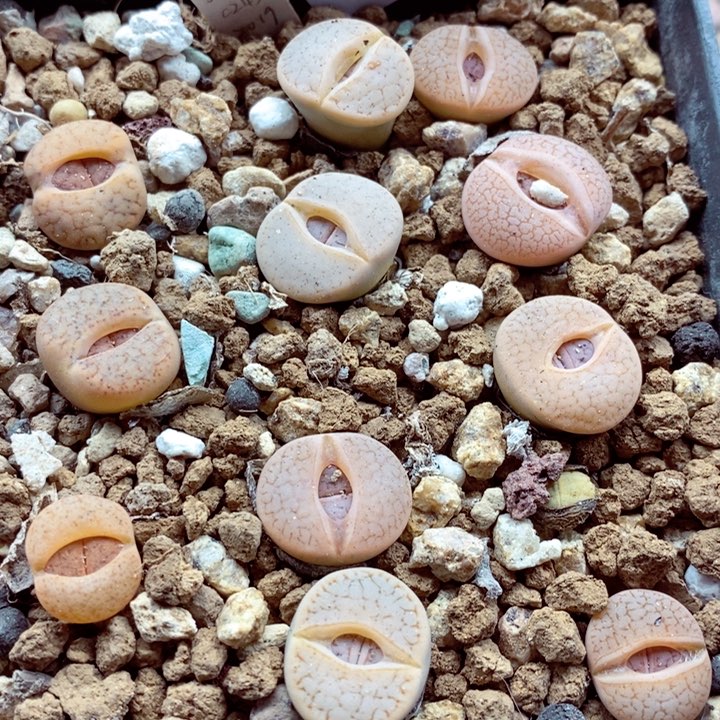 我的小姐姐们都201