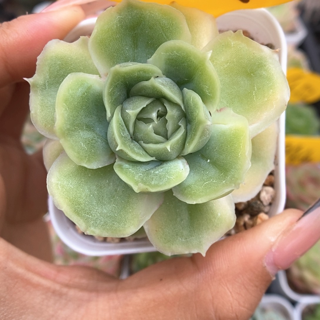 水晶虾饺可拍455号。 