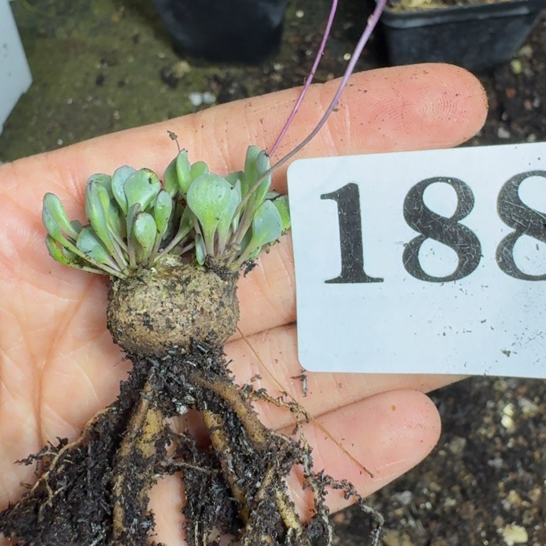 熔岩格加厚敦菊一物一拍多肉