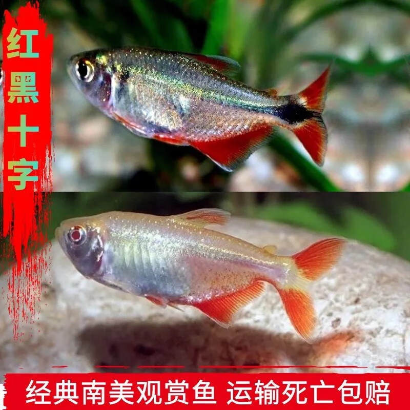 十字鱼红黑十字观赏鱼低氧耐活热带