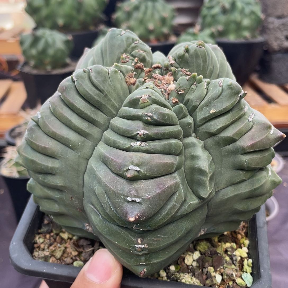 071实生根老桩龟甲鸾凤玉