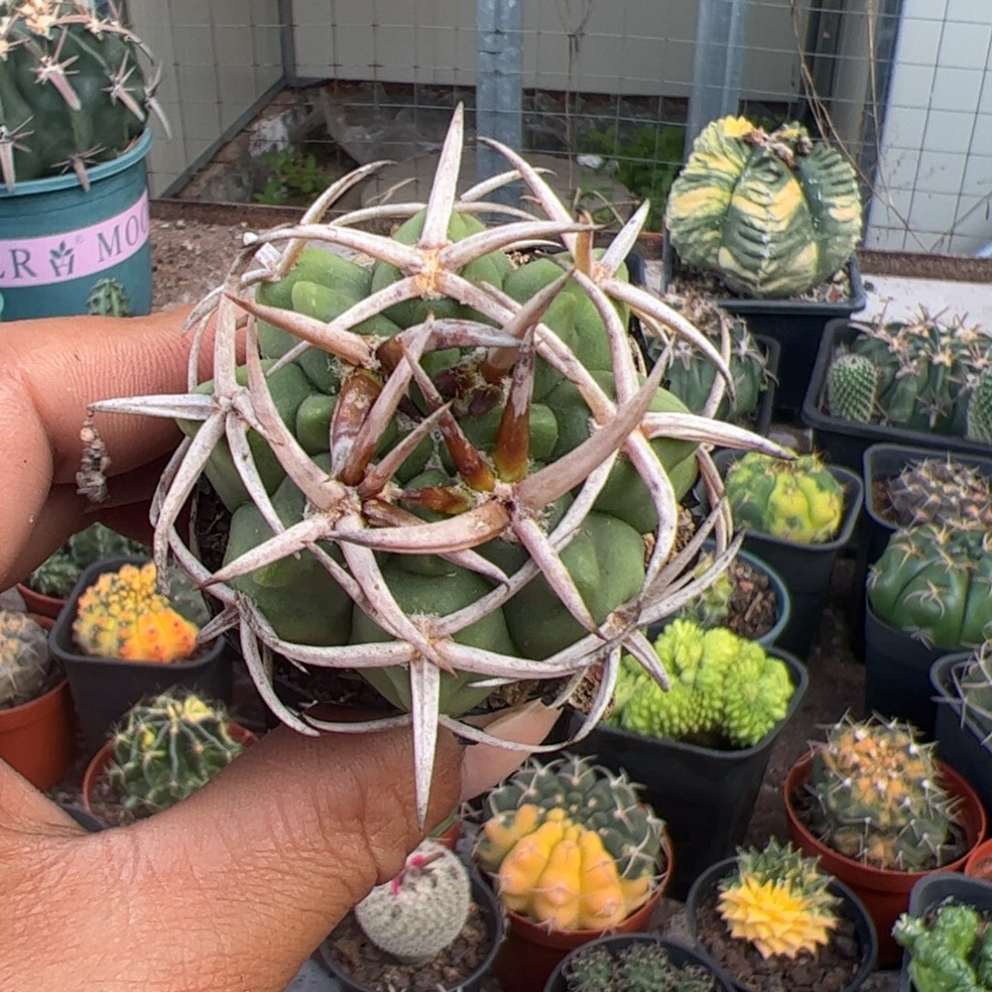 实生精选碧岩玉仙人球