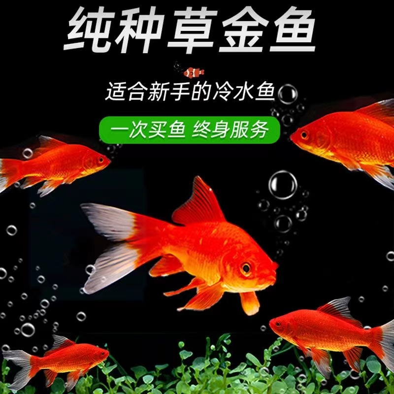 新手鱼15条4-6厘米火焰红草金鱼冷水鱼耐活观赏鱼渔场直发包邮