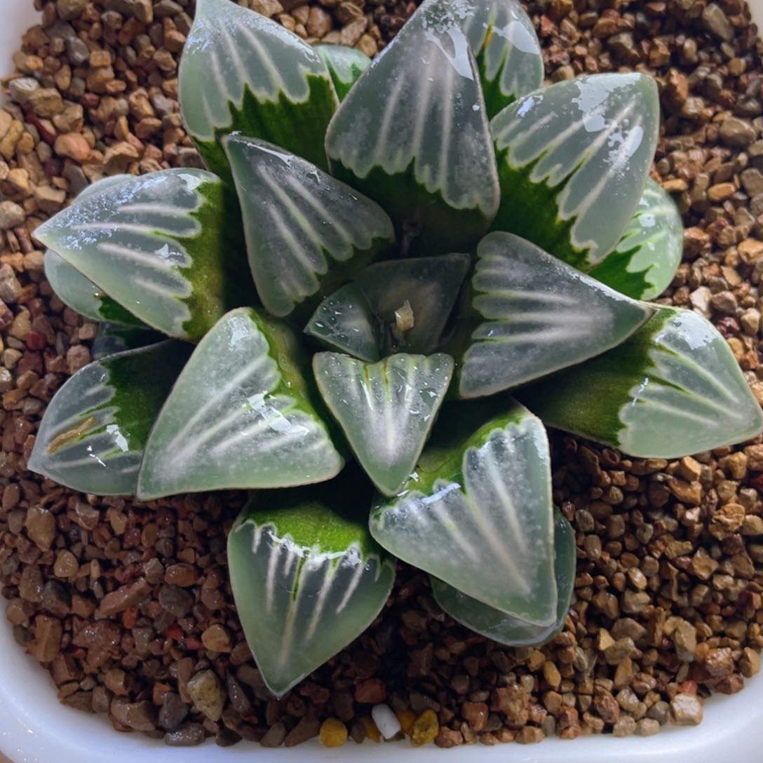 9.十二卷多肉白寡妇寿。   