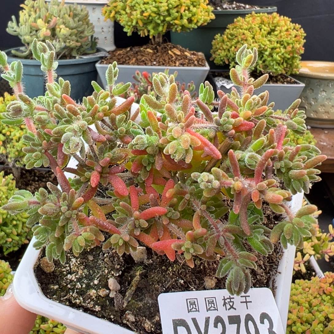 dy3793开花机器狐尾冠幅8cm