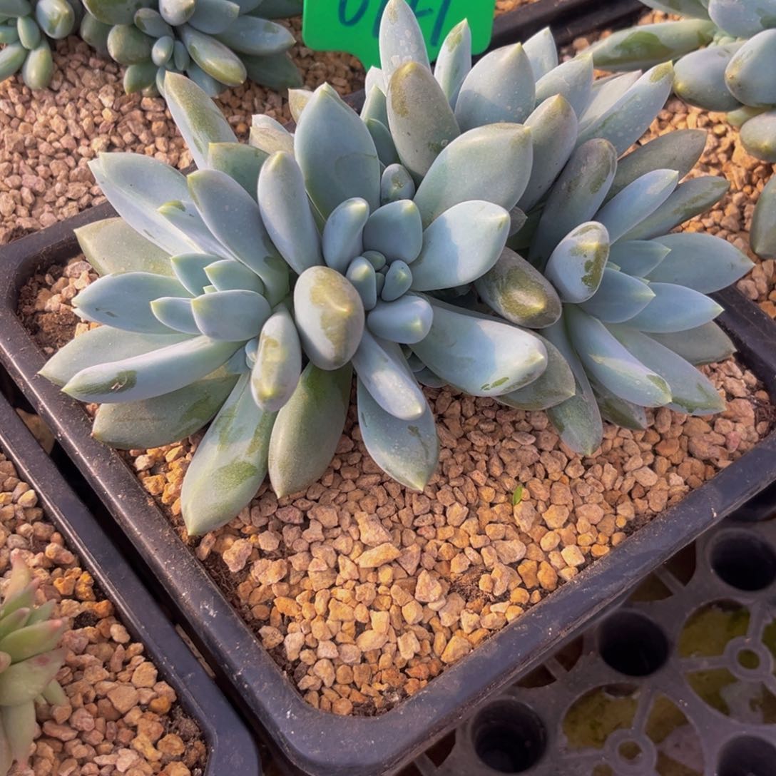 岁****连0747下午多肉植物群生