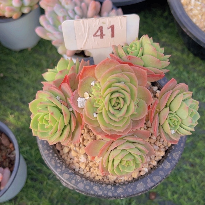 健健康康平平安安